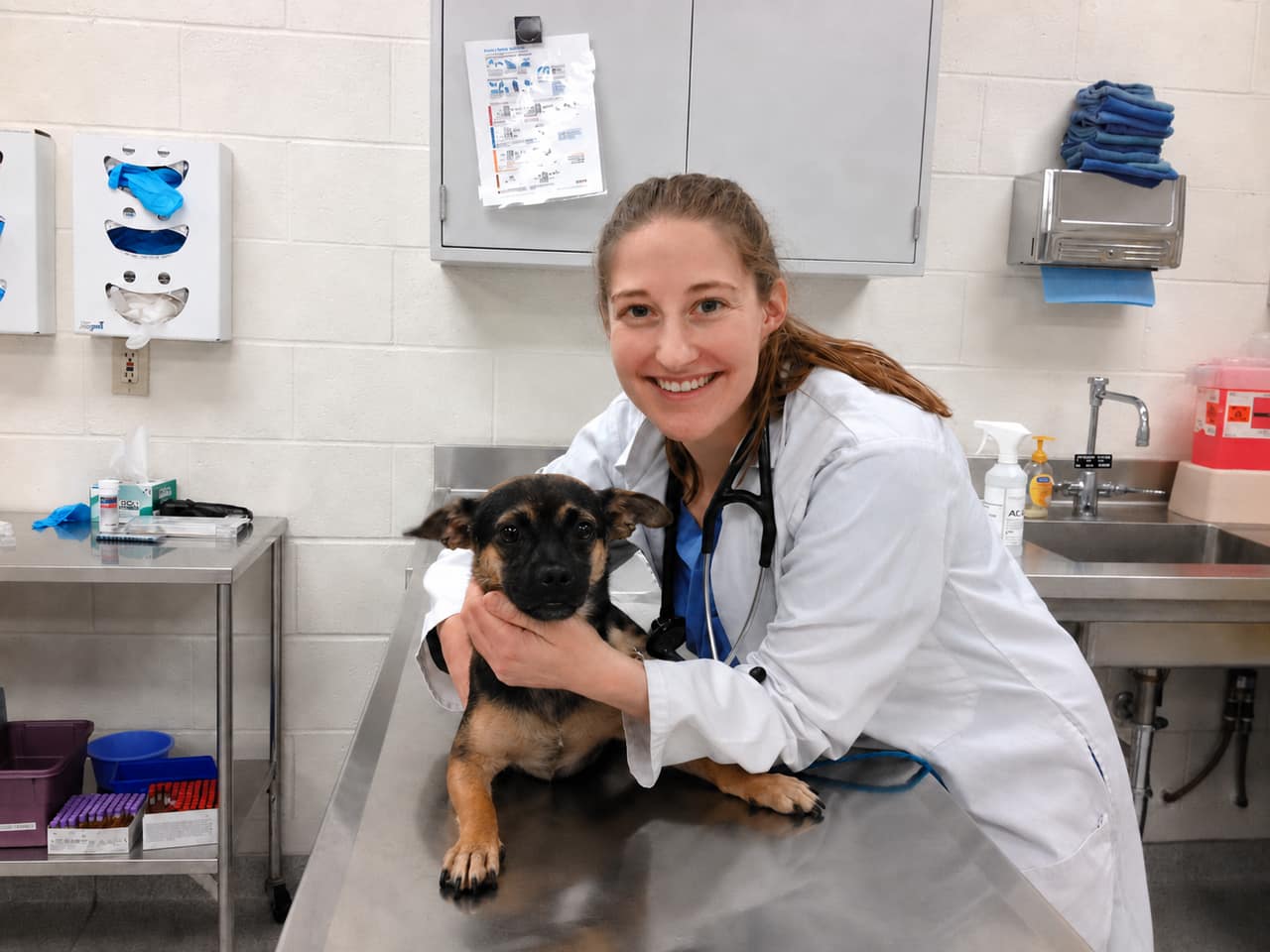 Veterinarian using Noctune